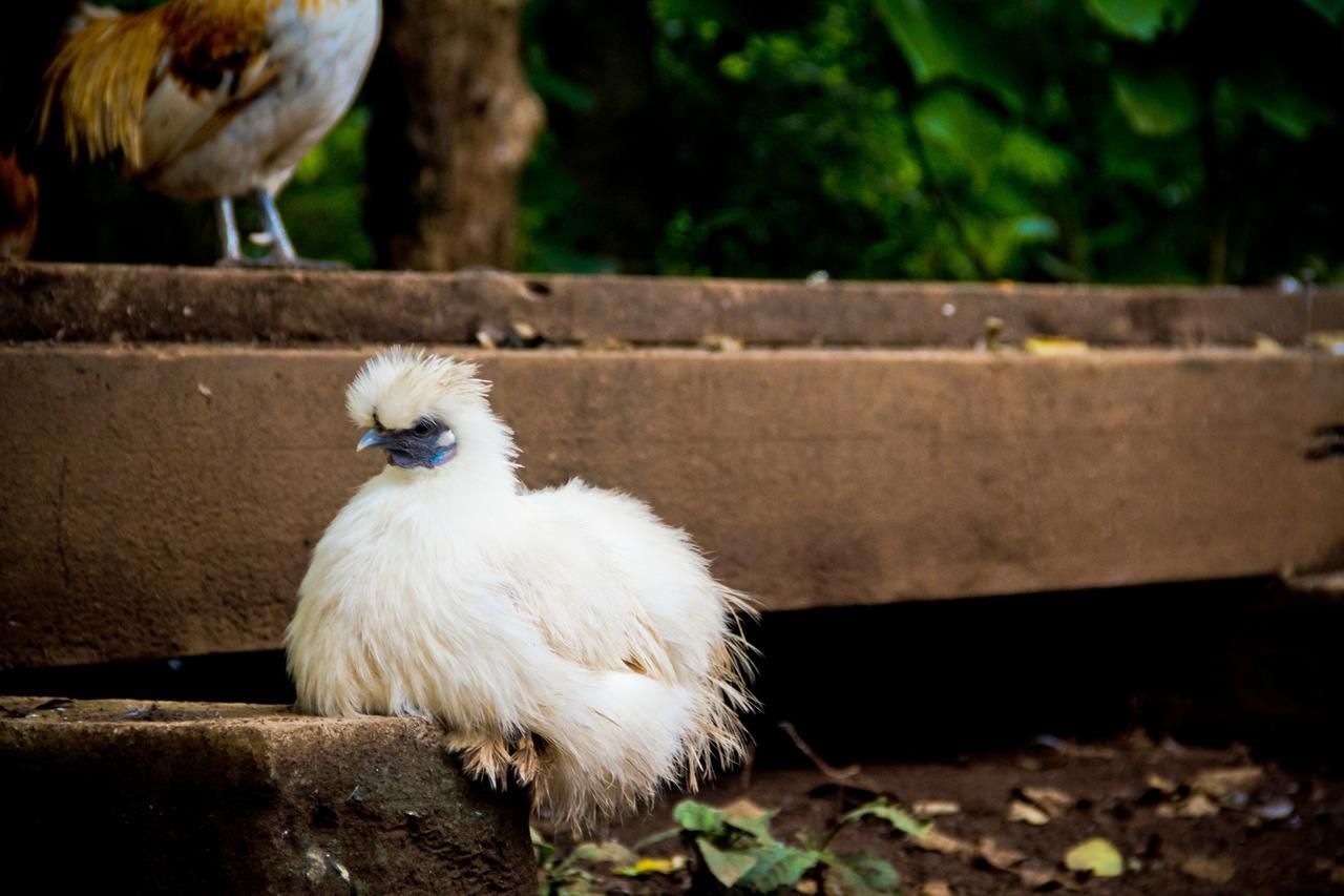 Quinta Mi Tata B&B Sardinal ภายนอก รูปภาพ