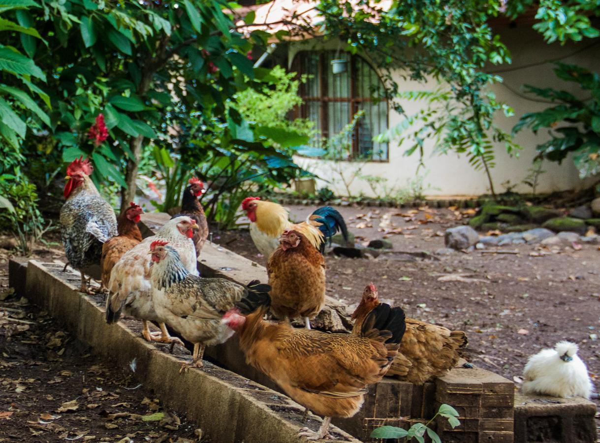 Quinta Mi Tata B&B Sardinal ภายนอก รูปภาพ